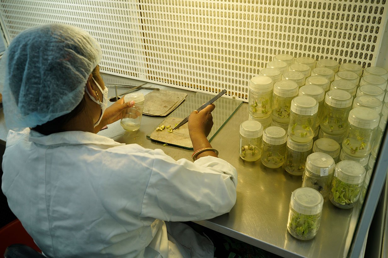 Tissue Culture